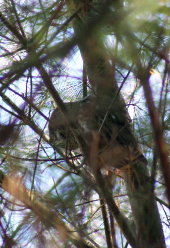 Northern Saw-whet Owl perched among dense pine branches in Alaska
