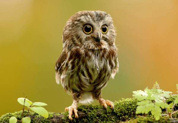 Northern Saw-whet Owl perched on a moss-covered branch