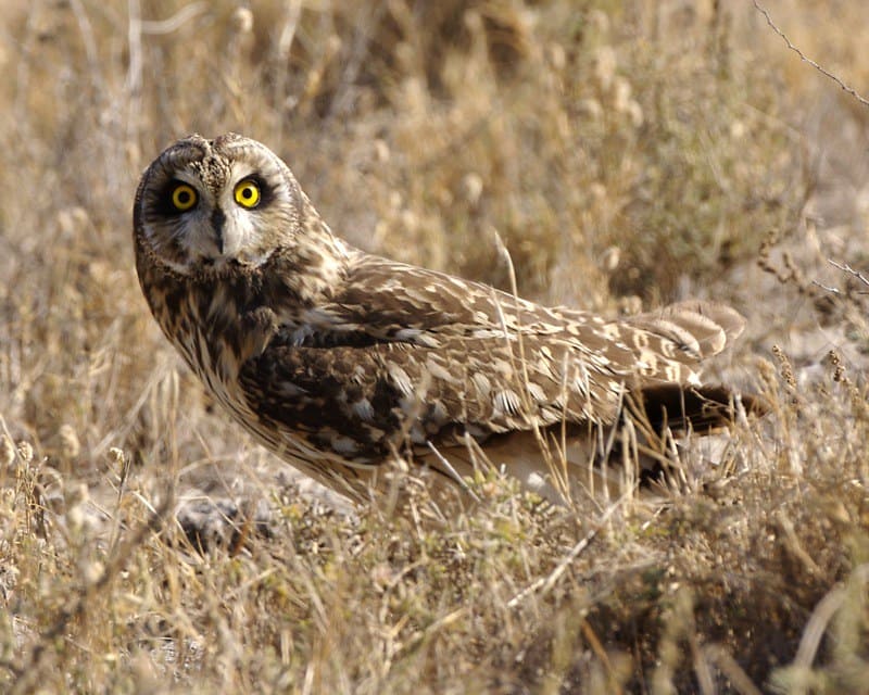 Short-eared Owl standing in dry grass with bright yellow eyes in an open Kentucky field.