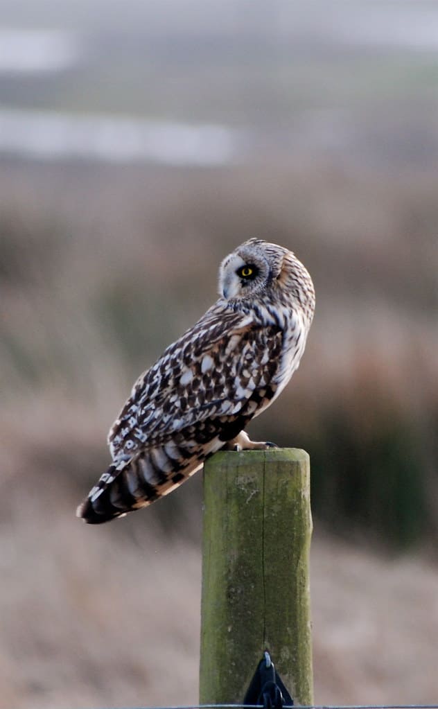 Short-eared Owl perched on a wooden fence post in open field habitat