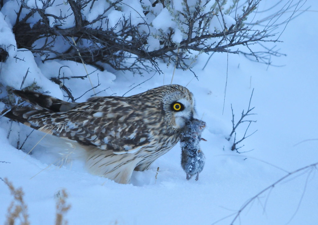 Short-eared Owl standing in snow holding a small mammal in Alaska