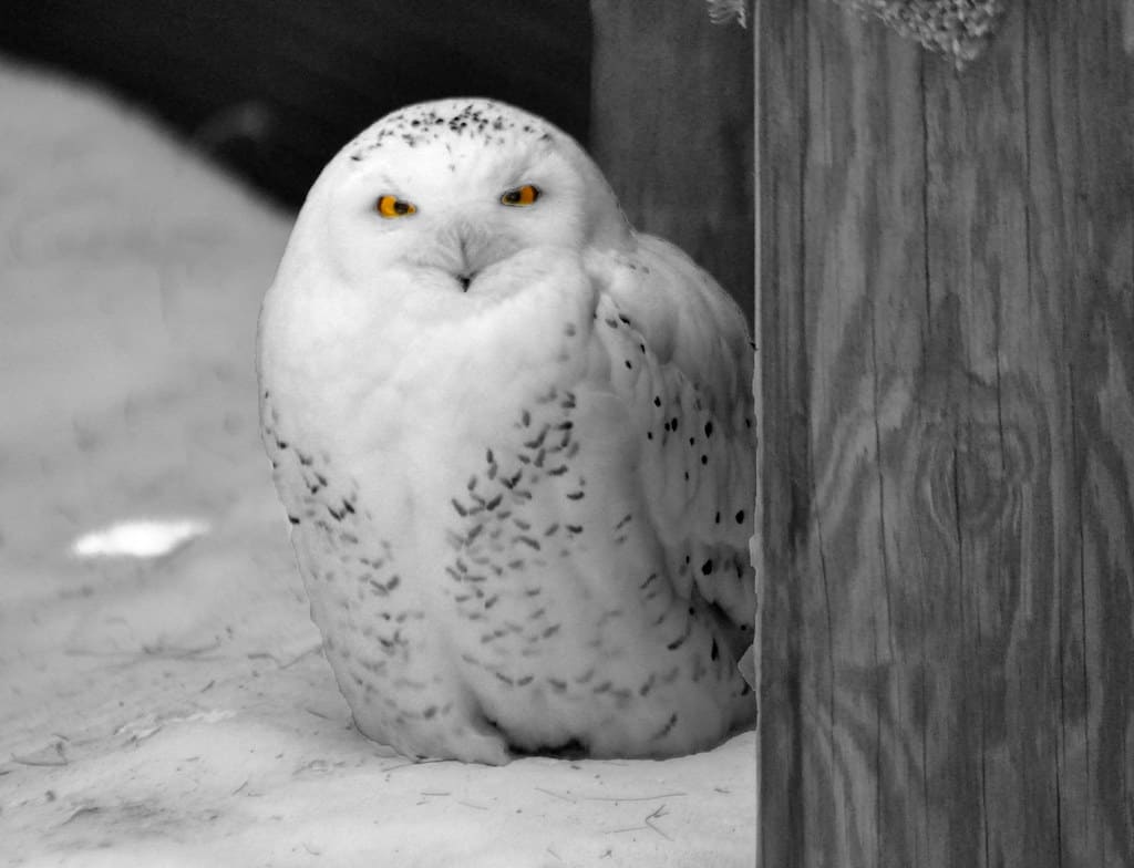Snowy Owl resting on snowy ground near a wooden post during winter