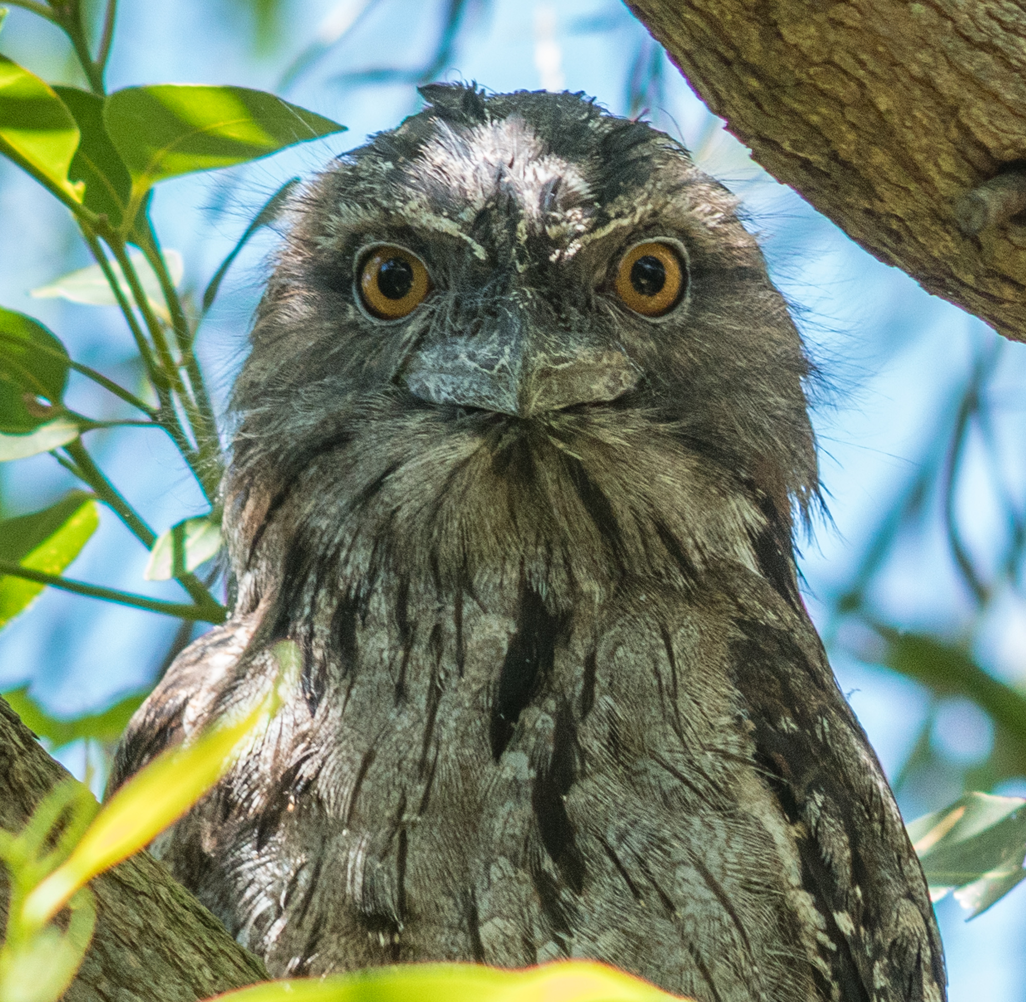 Tawny frogmouth perched on a tree branch in Australia, often mistaken for an owl