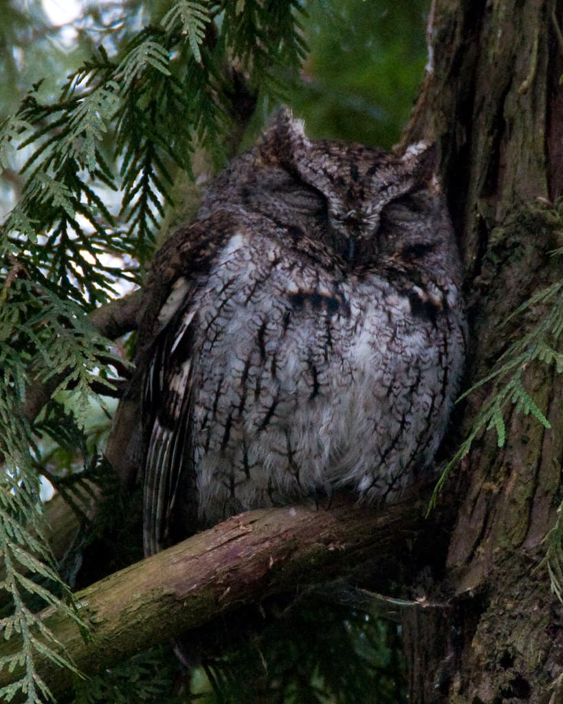 Eastern Screech-Owl roosting in a cedar tree in Oklahoma