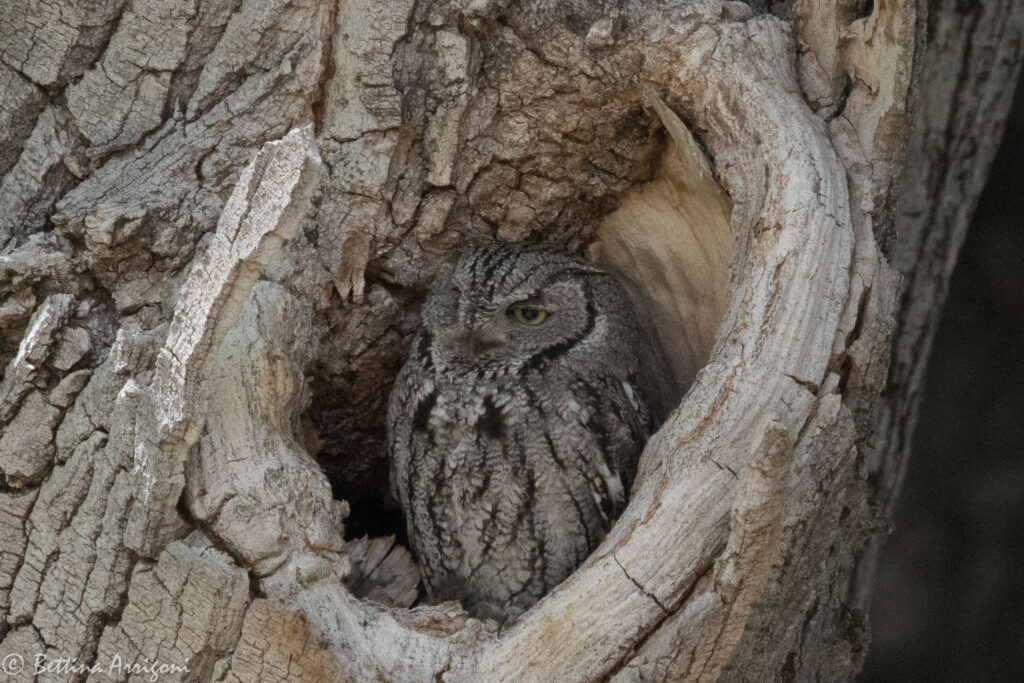 Western Screech Owl resting inside a tree cavity in Alaska