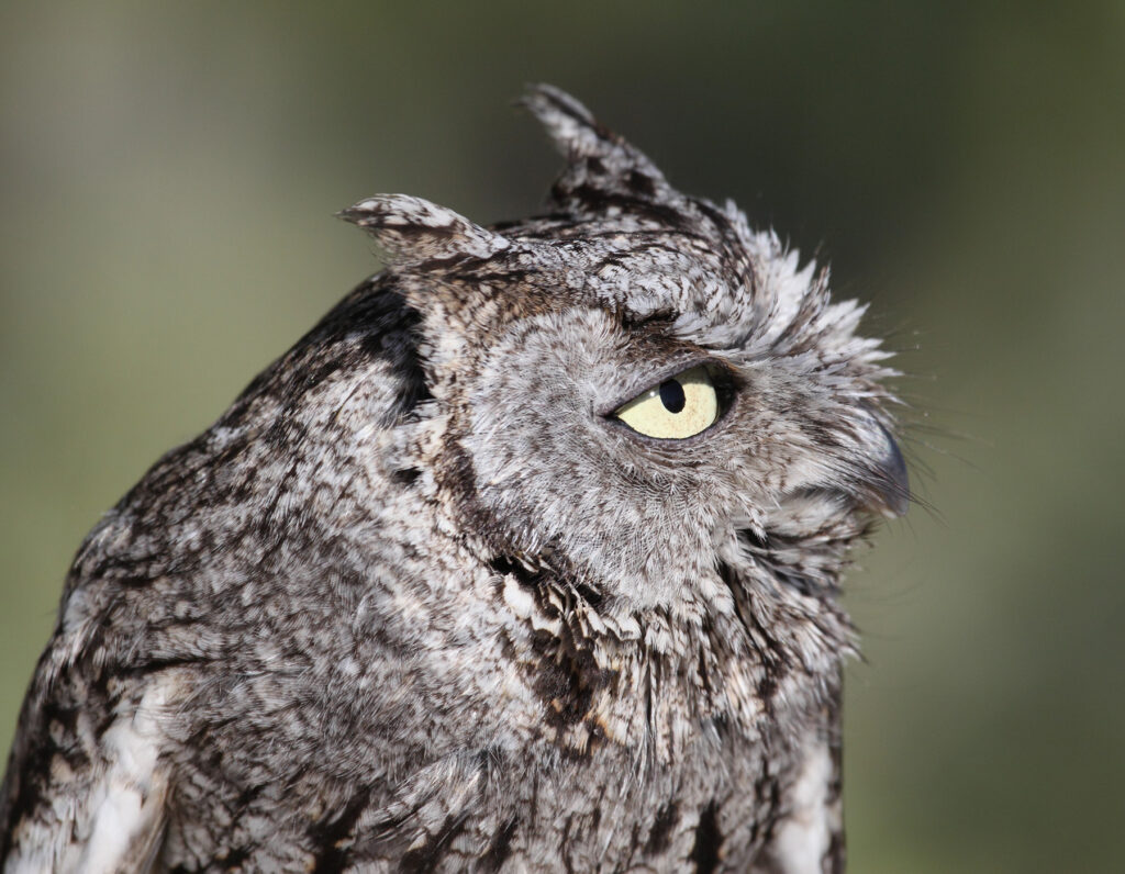 Western Screech-Owl in Utah perched quietly