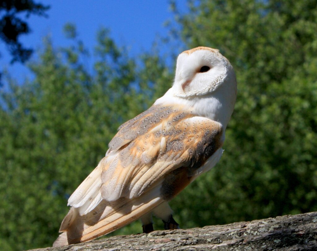Barn Owl perched on a branch in Utah, showing its white heart-shaped face and pale wings