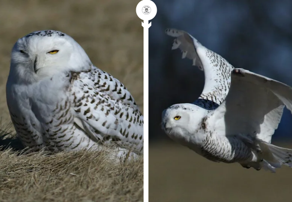 Snowy owl resting on grass in Milwaukee County during a rare winter sighting