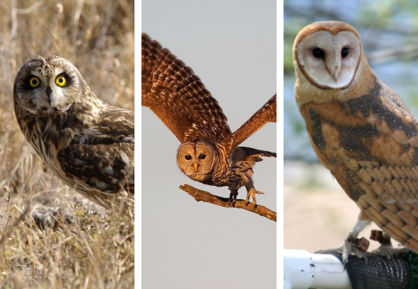 Three owl species found in Kentucky including a Short-eared Owl, Long-eared Owl in flight, and Barn Owl perched on a fence.