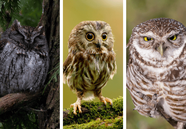 Collage of three owl species found in Oklahoma including Eastern Screech Owl, Northern Saw-whet Owl, and Burrowing Owl