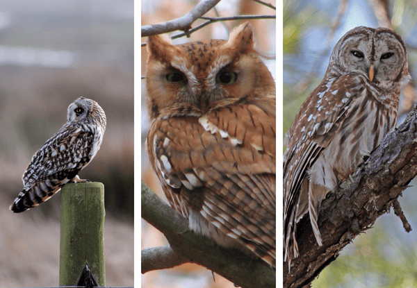 Three owl species found in Alabama including a Short-eared Owl, Eastern Screech Owl, and Barred Owl perched in natural settings