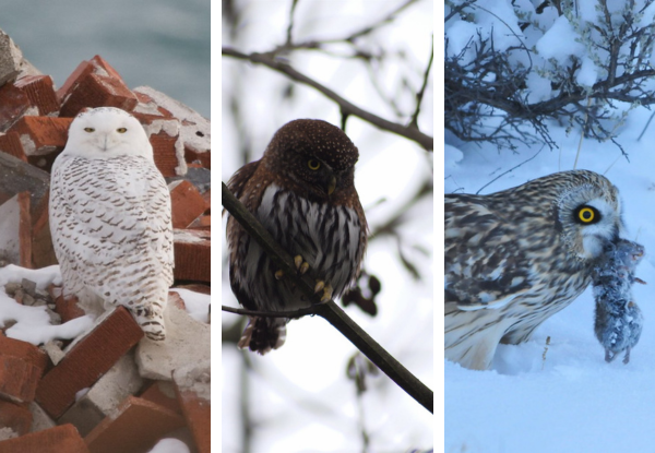 Snowy Owl on snowy bricks, Boreal Owl perched in winter branches, and Northern Hawk Owl holding prey in Alaska