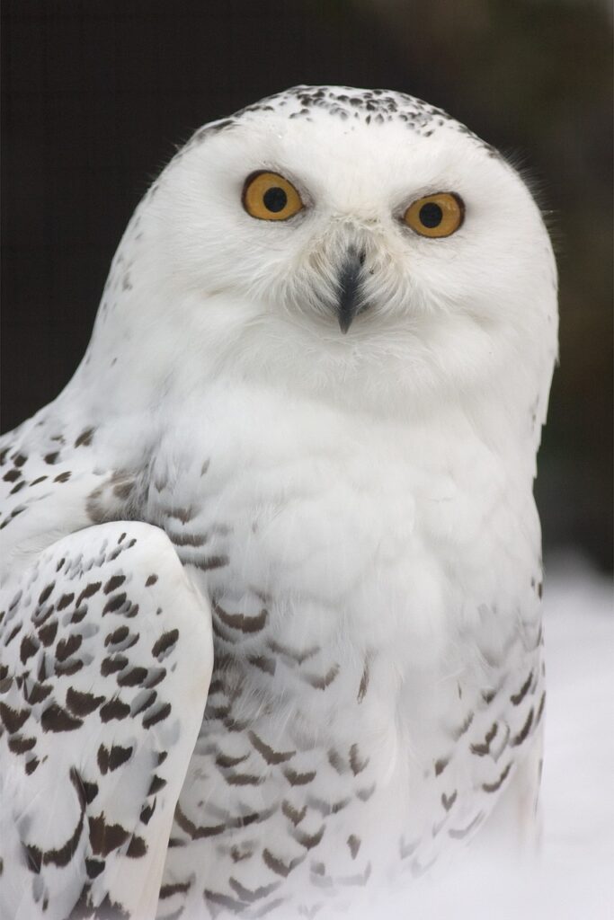 Snowy Owl in Utah during winter, showing white plumage and yellow eyes