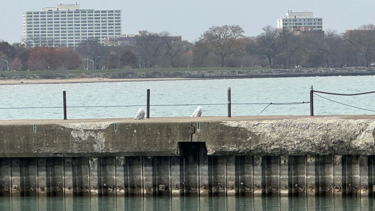 Two snowy owls resting on a pier along Chicago’s Lake Michigan lakefront near Montrose Beach