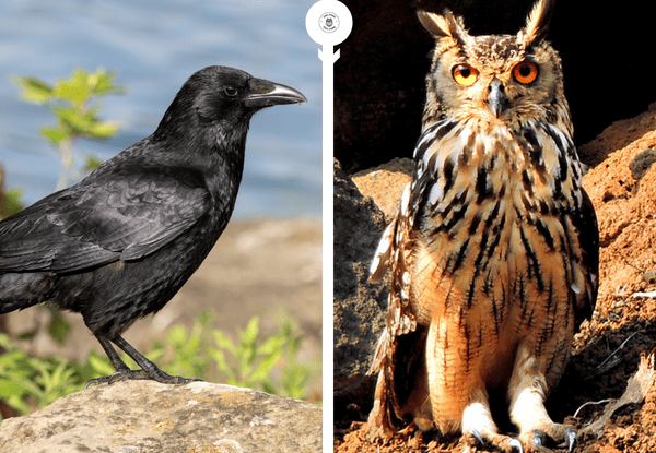 Crow and owl facing each other showing natural predator and prey awareness in birds