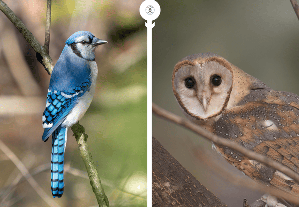 Blue jay and barn owl showing how small birds react to owl predators in nature
