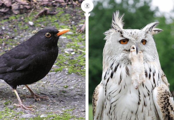 Blackbird and owl showing prey and predator relationship in birds