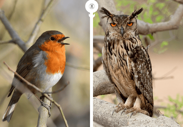 Robin and owl showing alert behavior when birds detect a nearby predator