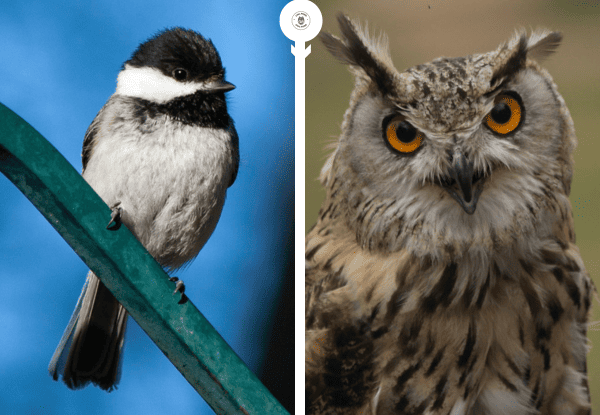 Chickadee and owl showing how small birds respond to owl predators