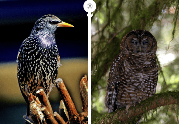 Starling and owl showing flocking birds reacting to owl predators