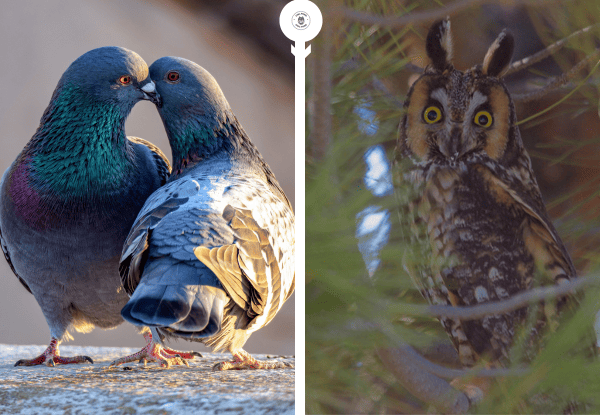 Pigeons and owl showing how urban birds react to owl predators