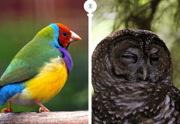 Colorful finch and owl showing how small birds react to owl predators