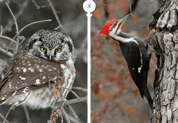 Owl and woodpecker showing how birds react to owl presence in the wild