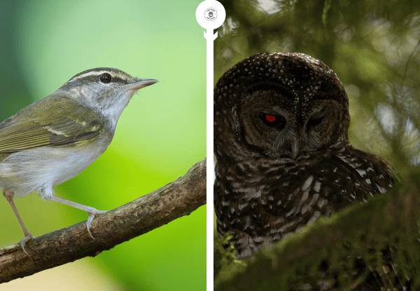 Small songbird and owl showing how tiny birds react to owl predators