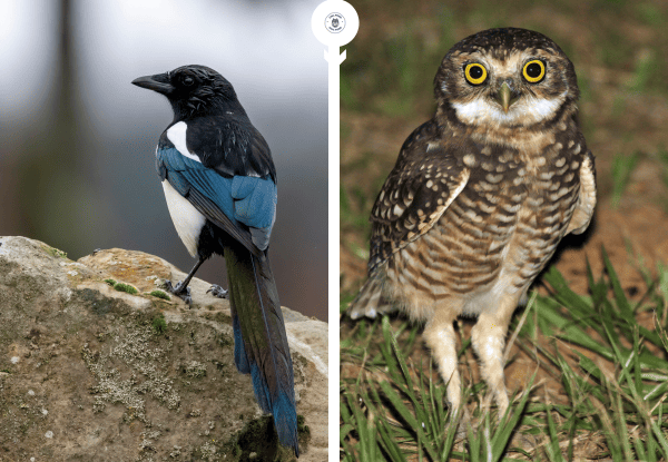 Warbler and owl showing how small birds react to nearby owl predators