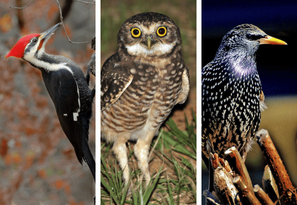 Woodpecker, owl, and starling showing birds that react strongly when an owl is nearby