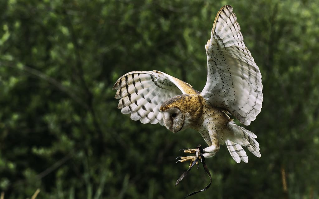 Barn owl in flight catching prey showing its silent hunting behavior