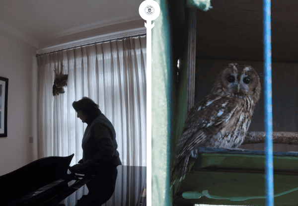 Tawny owl stuck in curtain inside Surrey home after falling through chimney