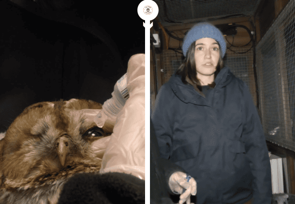 Tawny owl being rescued after falling down chimney in Surrey home