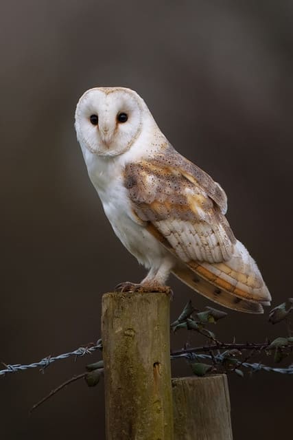 Barn owl perched on a wooden post with pale heart shaped face and dark eyes