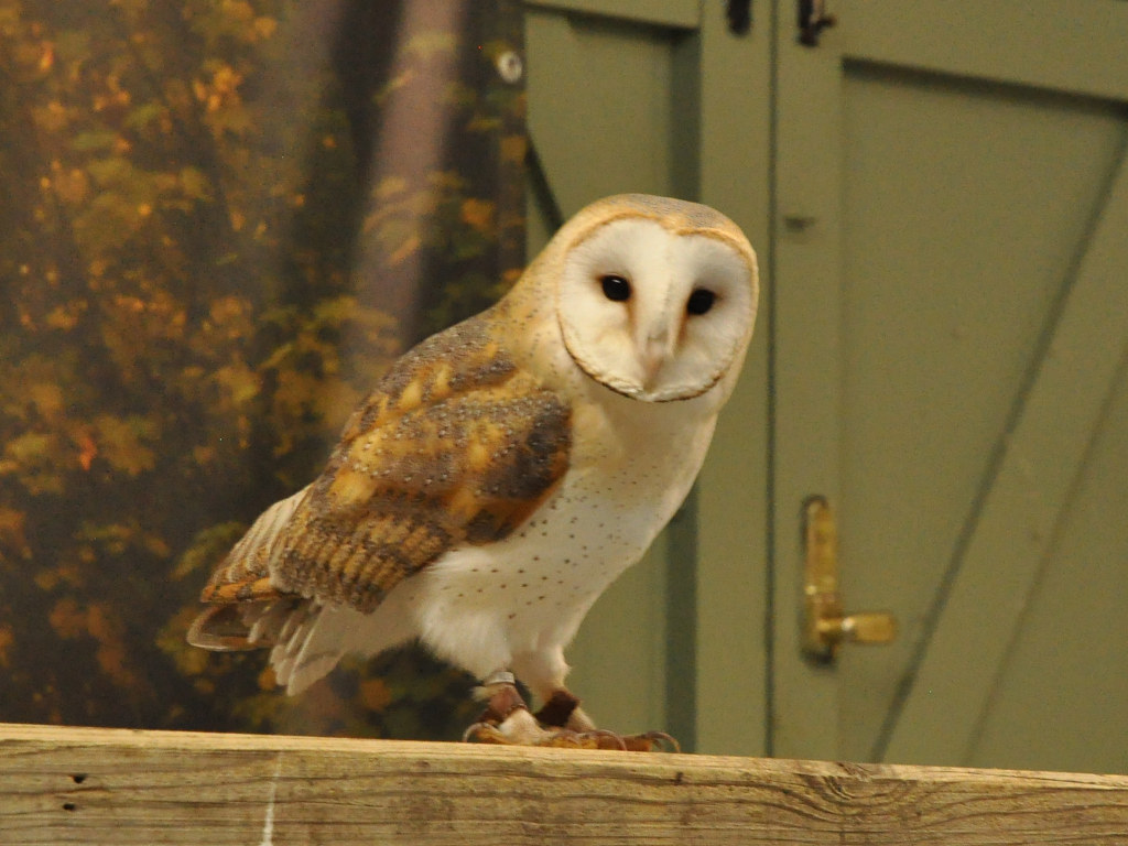 Barn Owl perched on a wooden fence with a pale heart-shaped face visible.