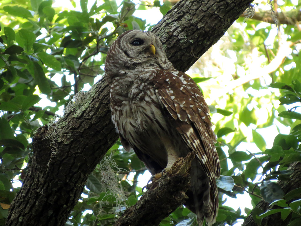 Barred Owl perched on a tree branch in a wooded area of Mississippi.