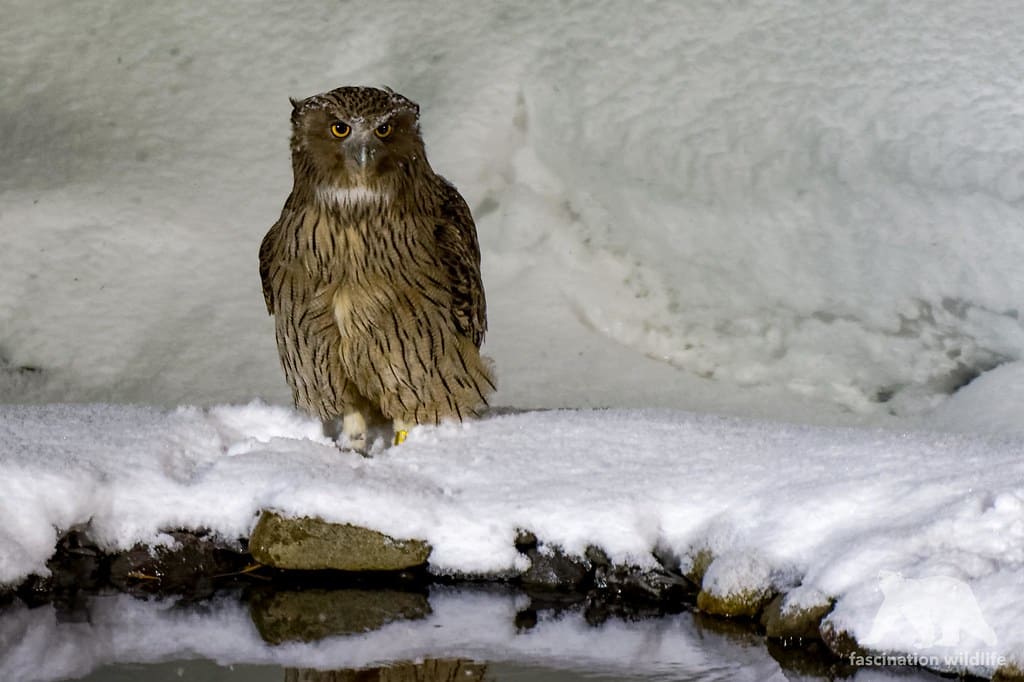 Blakiston’s fish owl standing in snow near water with intense forward stare