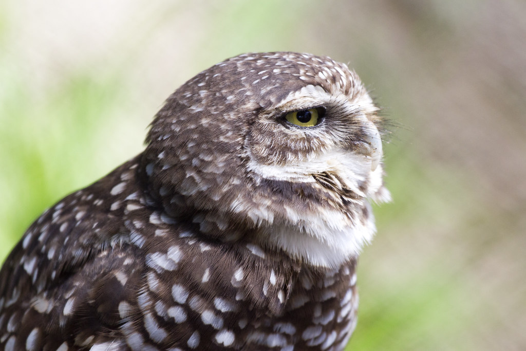Burrowing Owl close-up showing spotted brown plumage and yellow eye.