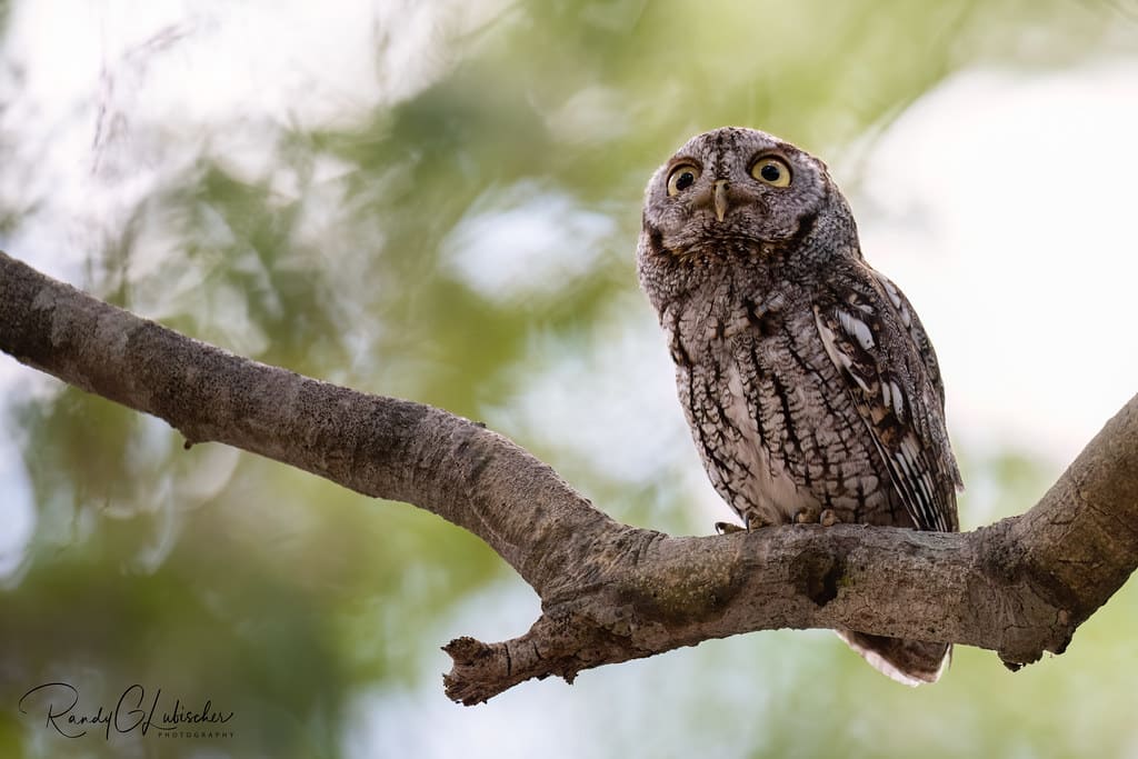 Eastern screech owl perched on a tree branch with wide eyes and camouflaged feathers