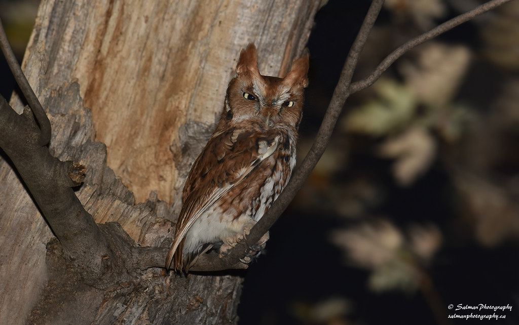 Eastern Screech-Owl perched on a tree branch at night in Mississippi.