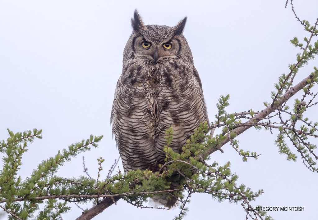 Great horned owl perched on a tree branch staring directly with piercing yellow eyes