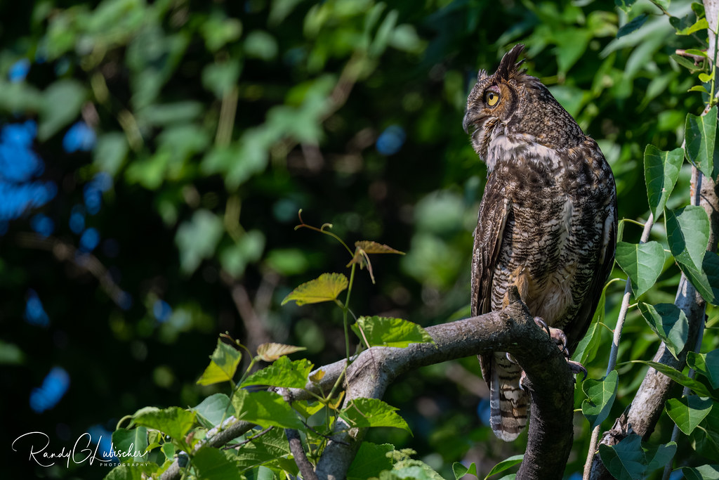 Great Horned Owl perched on a tree branch surrounded by green leaves in Mississippi.