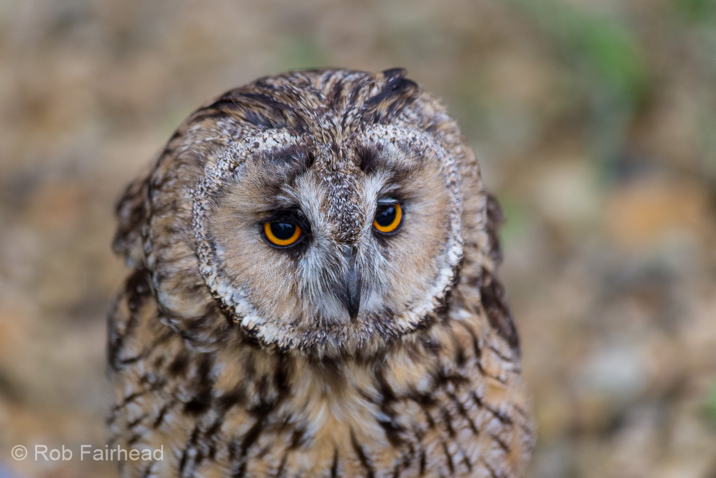 Long-eared Owl close-up showing orange eyes and mottled brown facial feathers.
