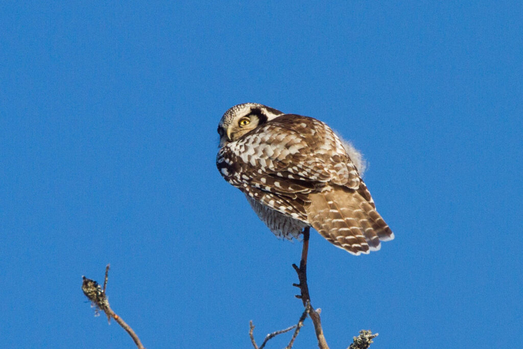 Northern Hawk Owl perched on a bare branch against a clear blue sky.