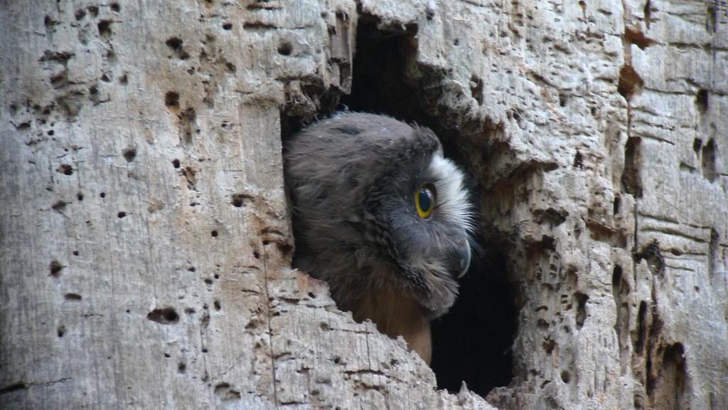 Northern Saw-whet Owl peeking out of a tree cavity.