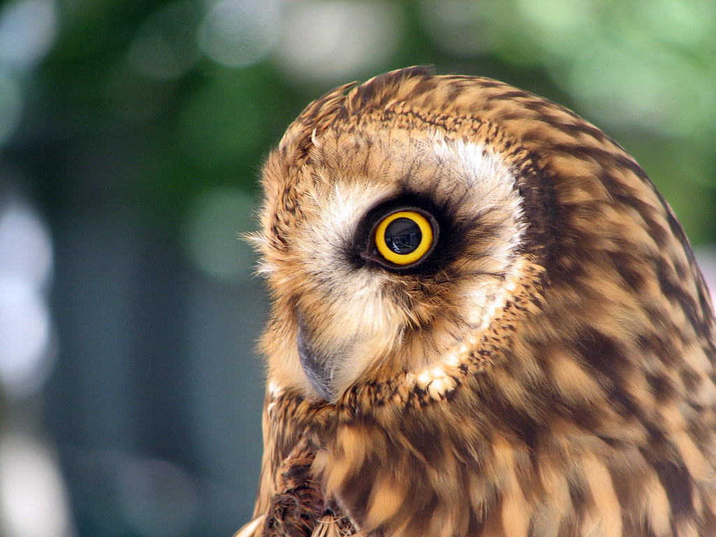 Short-eared Owl close-up showing bright yellow eye and mottled brown plumage.