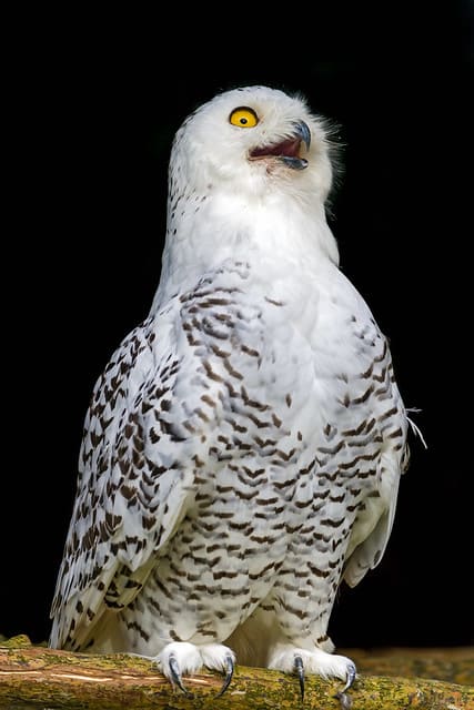 Snowy owl perched with bright yellow eye and white feathers against dark background