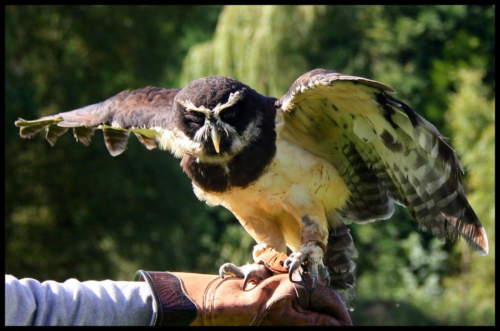 Spectacled owl spreading wings while perched on a handler’s gloved hand showing intense expression