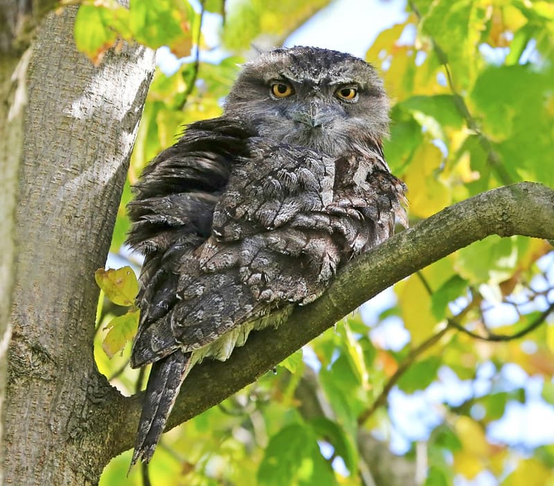 Tawny frogmouth perched on a tree branch with intense stare and camouflaged feathers