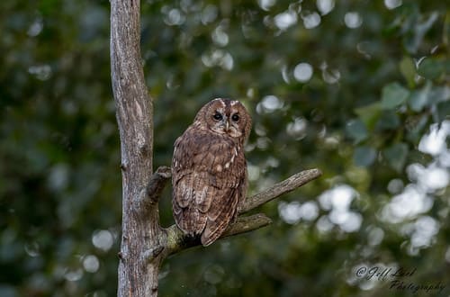 Tawny owl perched on a tree branch with dark eyes and rounded face in woodland setting